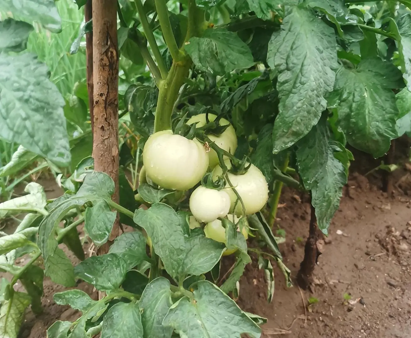 逆水寒手游庄园种艾草玩法