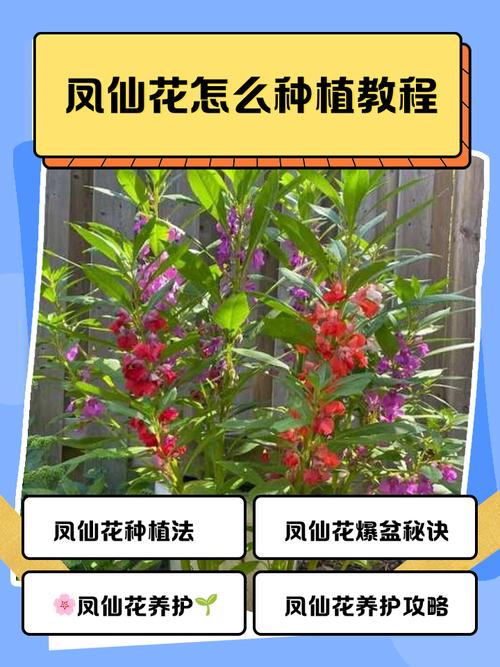 迷你世界种花