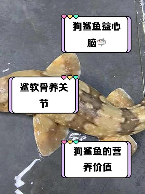 泰拉瑞亚迷你鲨