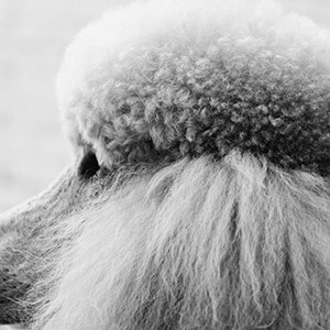 转转app怎么处理退款纠纷