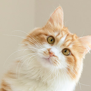 转转app怎么处理退款纠纷