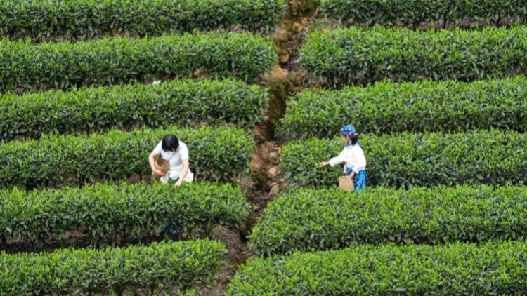 交管12123怎么处理交通违法