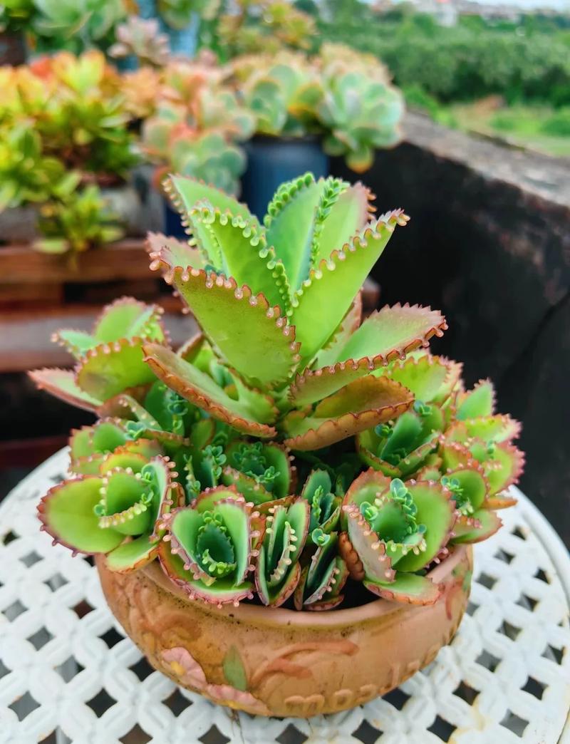 无畏契约英雄不死鸟的技能