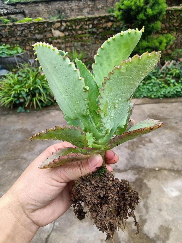 无畏契约英雄不死鸟的技能