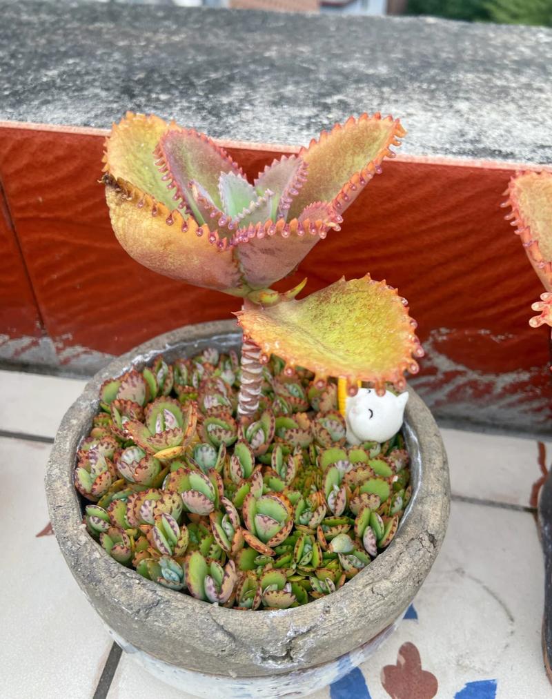 无畏契约英雄不死鸟的技能